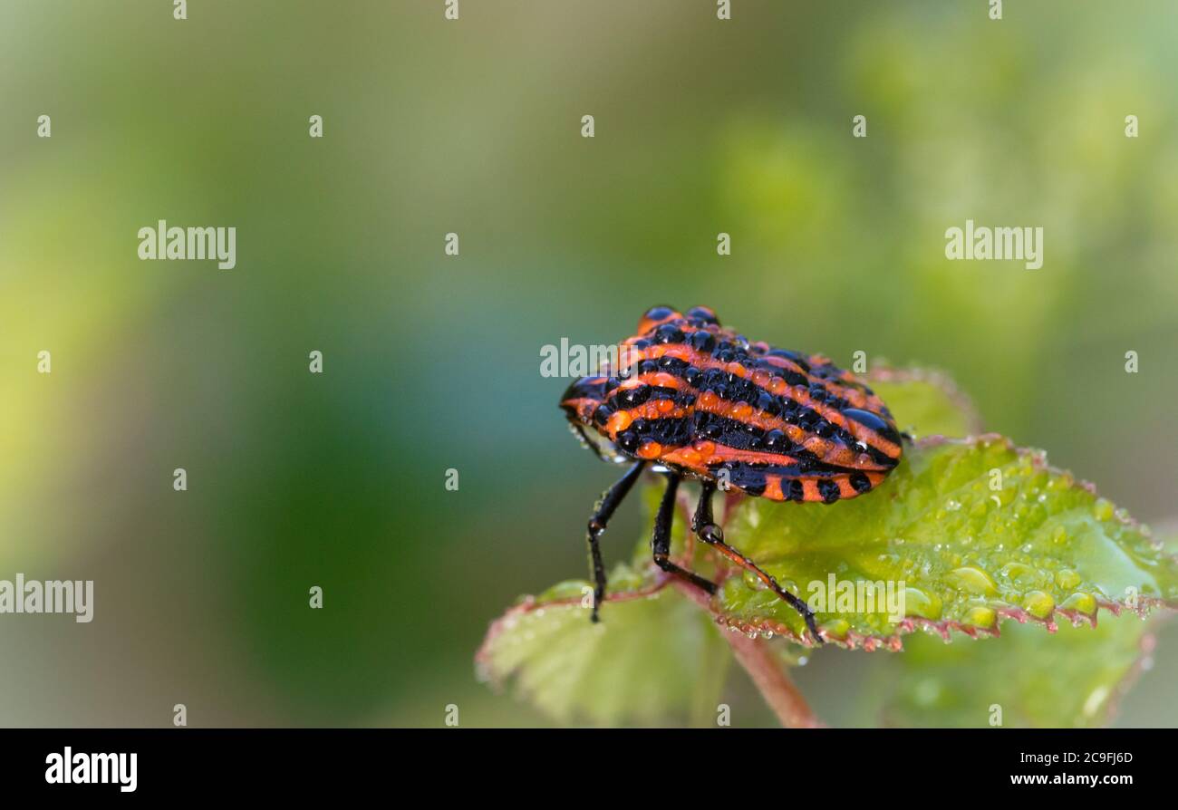 Red shield bug hi-res stock photography and images - Alamy