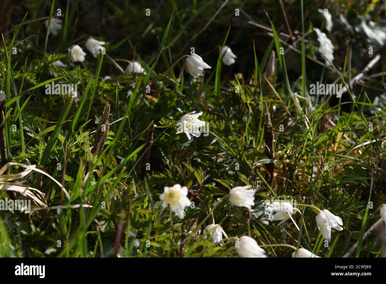 Wood anemone (Anemonoides nemorosa) at the base of a hedgerow in flower during early spring in the English countryside. Stock Photo