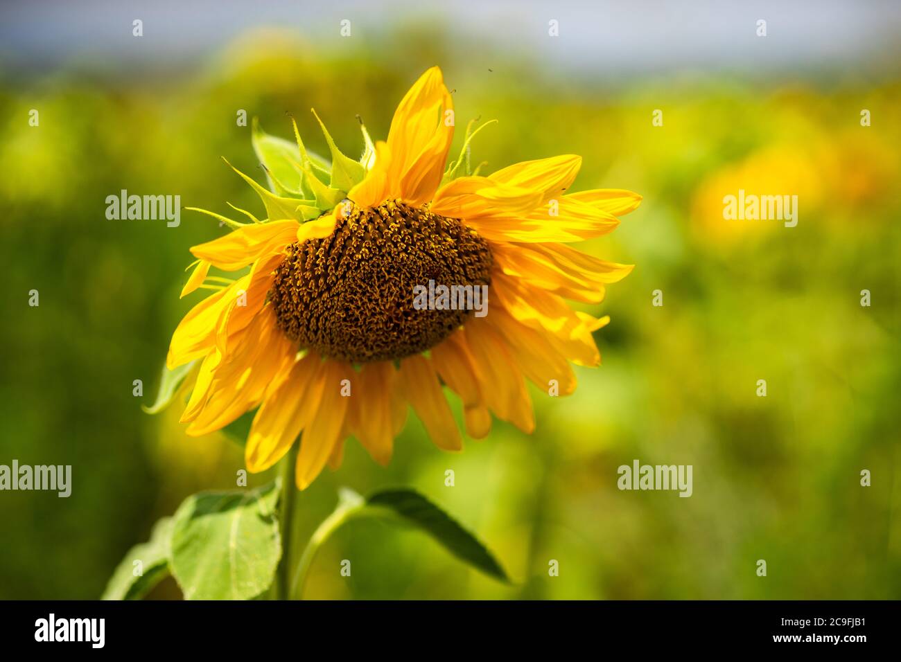 Blooming sunflowers in a field summer landscape Stock Photo - Alamy