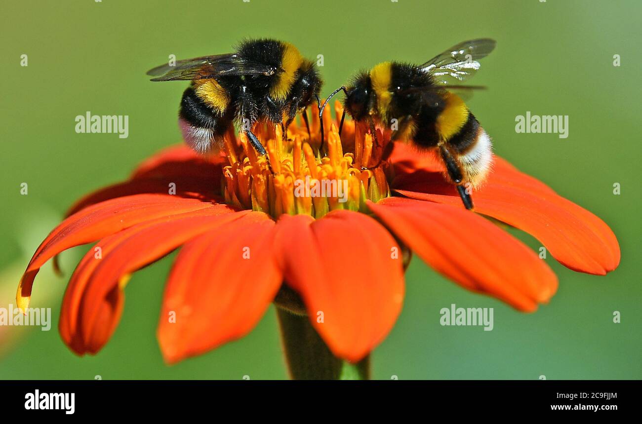 Weimar, Germany. 31st July, 2020. Two bumblebees sitting on a flower