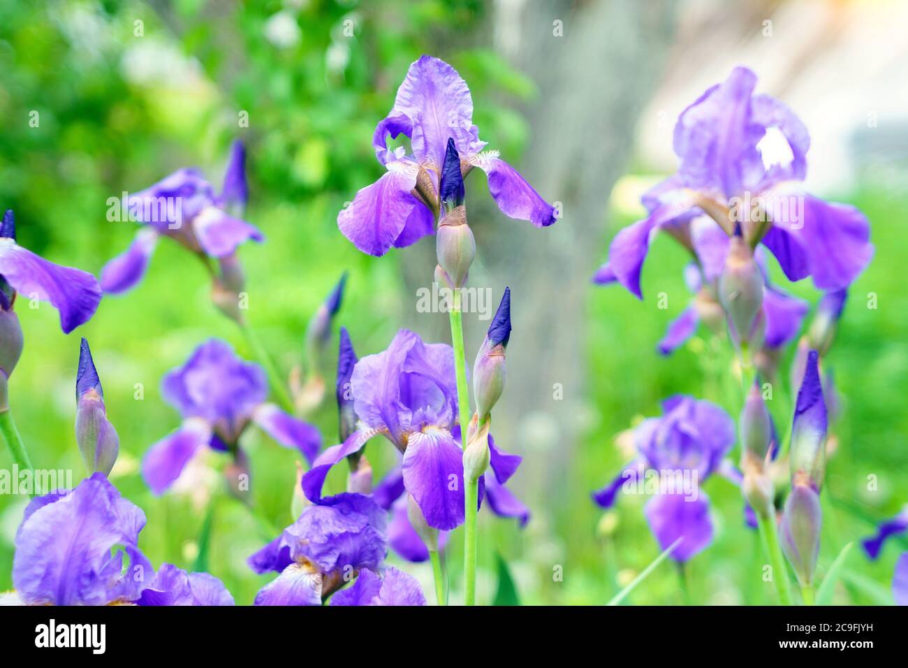 Siberian flowers of Itis Iris sanguinea on a natural green background in spring, selective focus Stock Photo