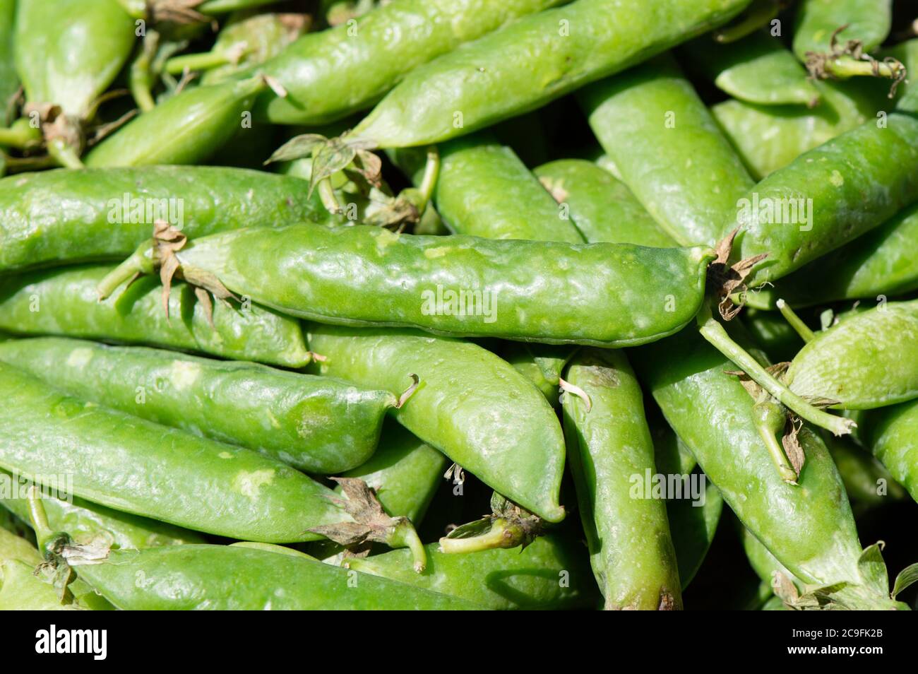 Top view of organic green peas in pods, freshly picked, green background, from Dalmatia, Croatia Stock Photo