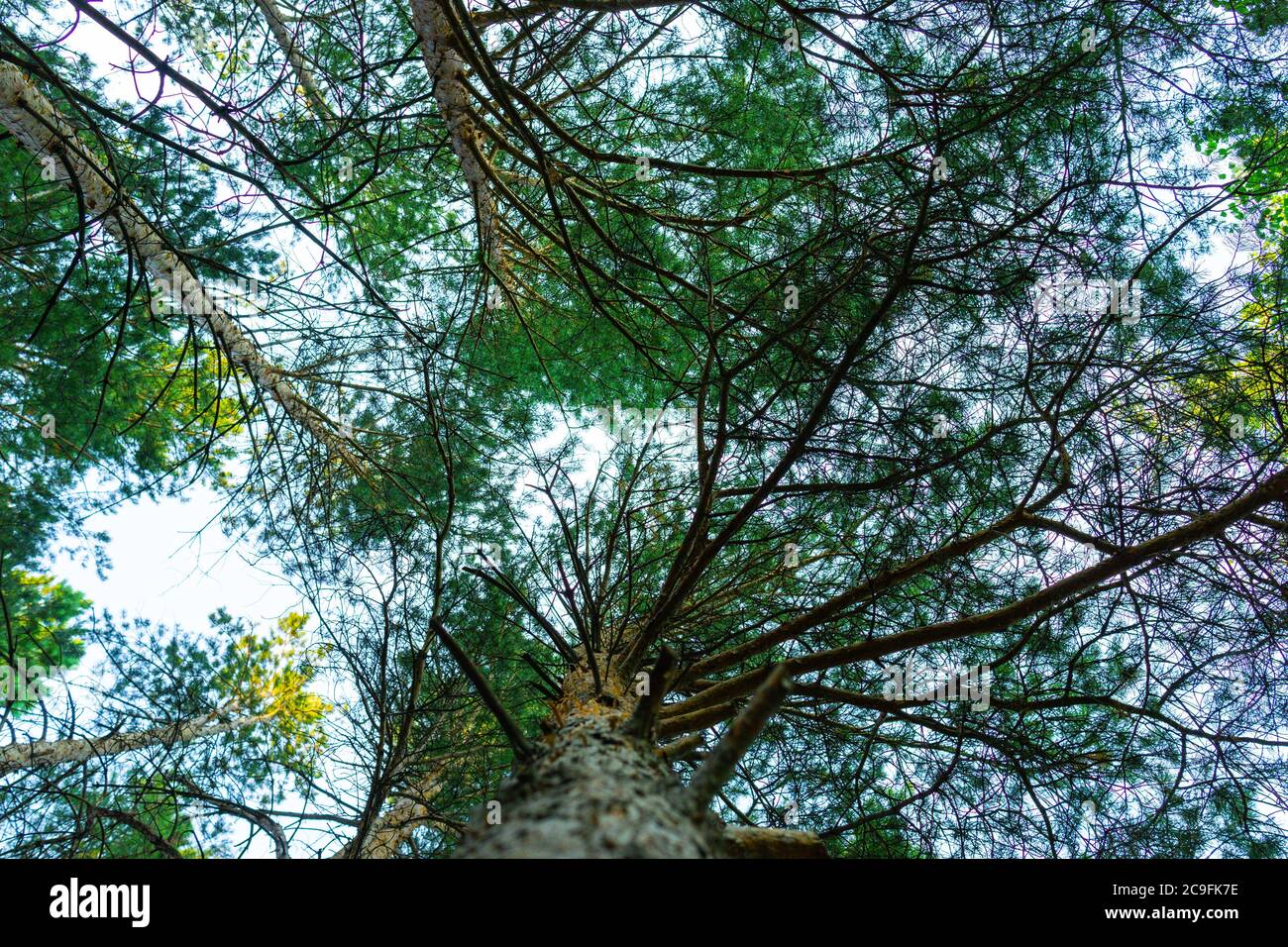 View of the tops of the pine trees in forest from the ground. Bottom ...