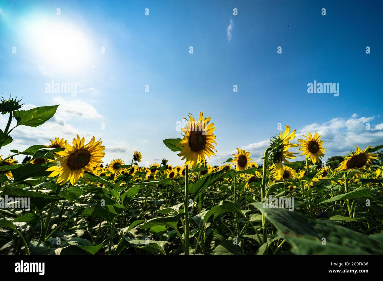 Blooming sunflowers in a field summer landscape Stock Photo - Alamy