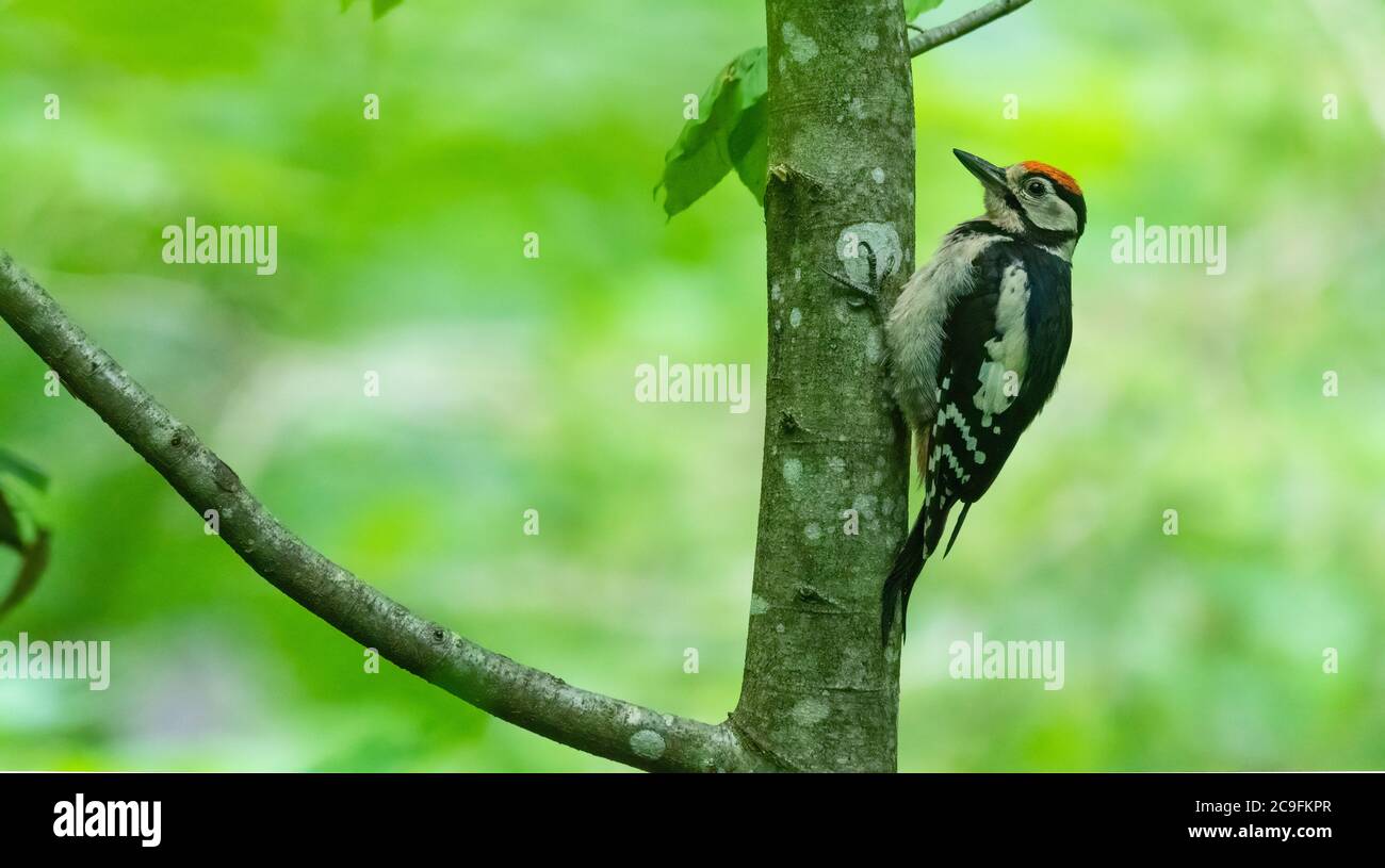 bird, natur, tier, wild lebende tiere, wild, schnabel, green, bunt, ast, baum, Stock Photo