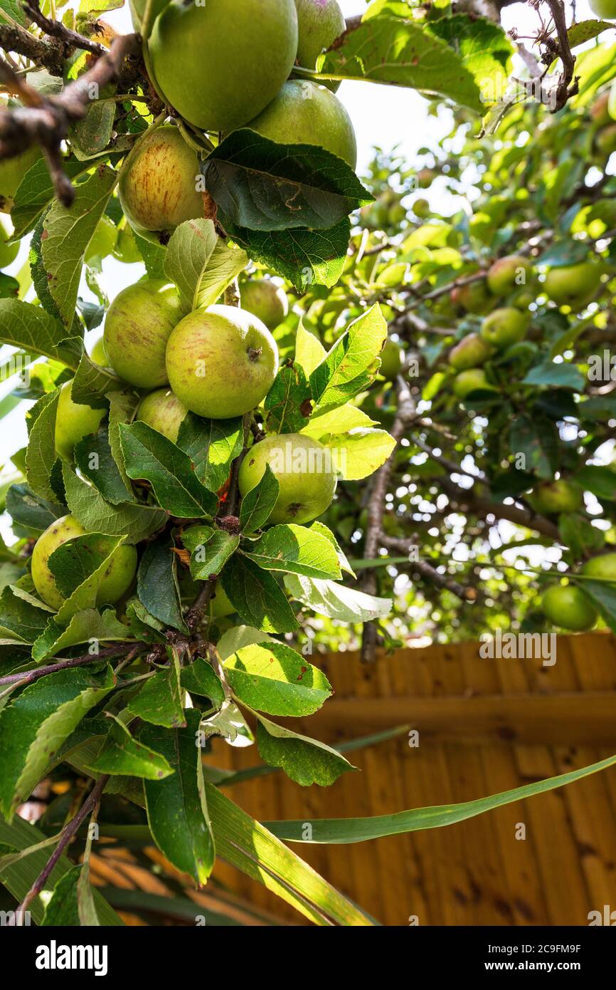 fresh fruit growing in garden. England UK Stock Photo