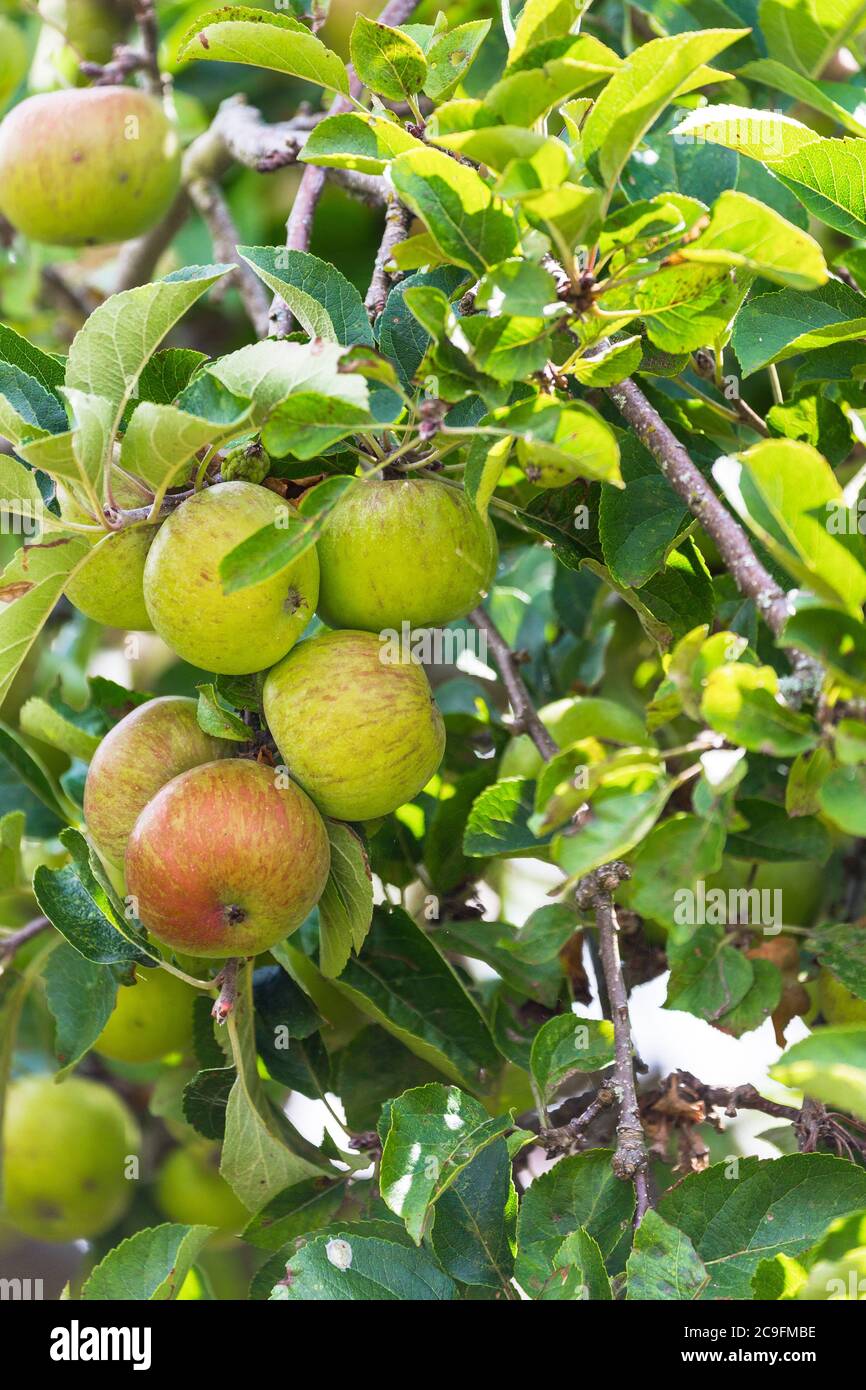 Apples .fresh fruit growing in garden. England UK Stock Photo
