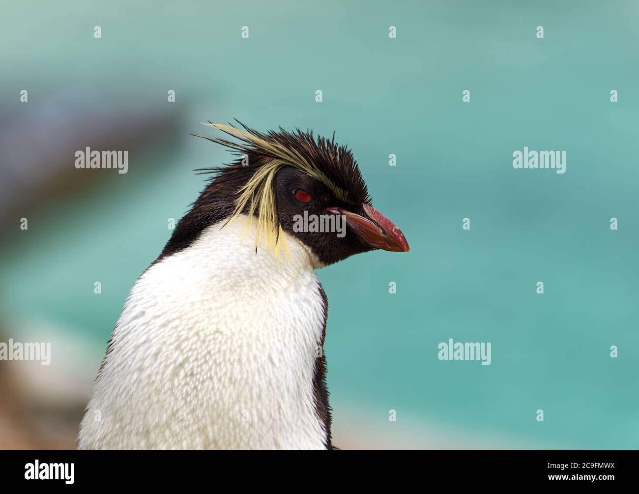 rockhopper penguin isolated close up Stock Photo