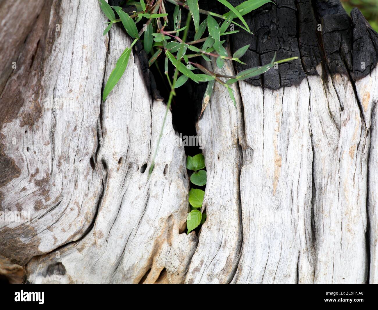 Grass growing in a old tree root in a dam catchment area
