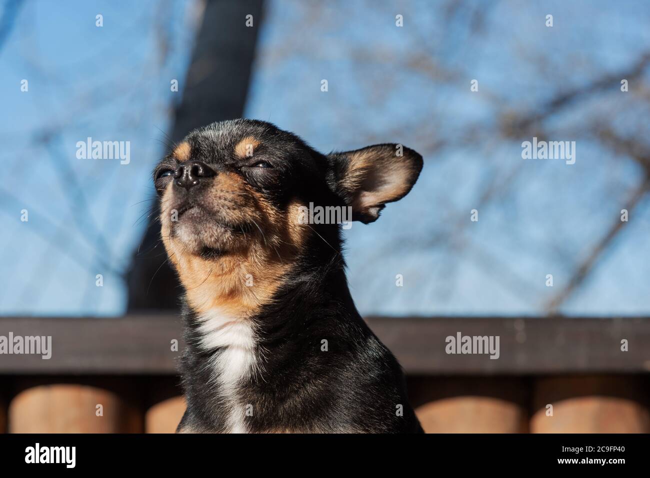 Little Cute Chihuahua Dog Lying Close Up Little Chiwawa Dog Lying Puppy Outdoors Chihuahua Mini Smooth Haired Stock Photo Alamy