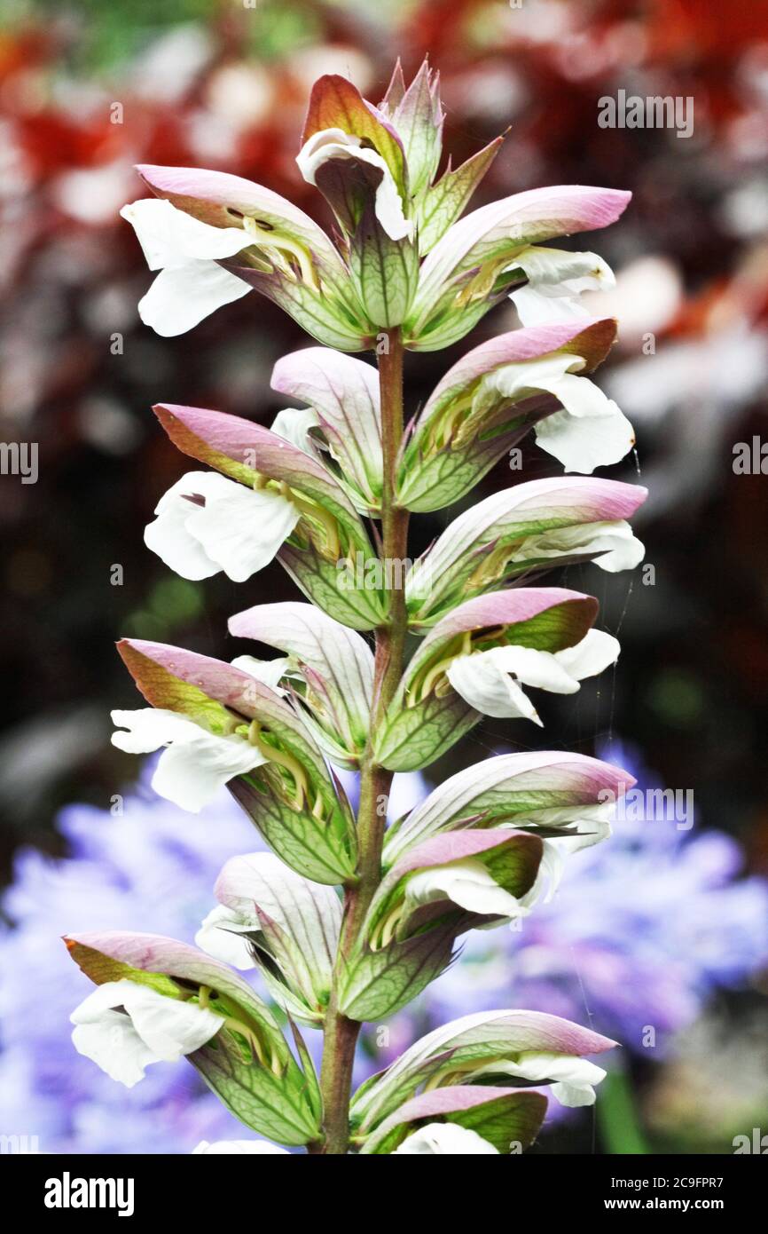 acanthus mollis Stock Photo