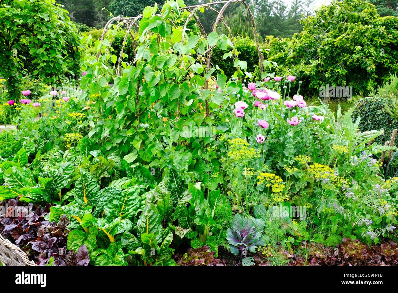 Richly planted kitchen garden - John Gollop Stock Photo