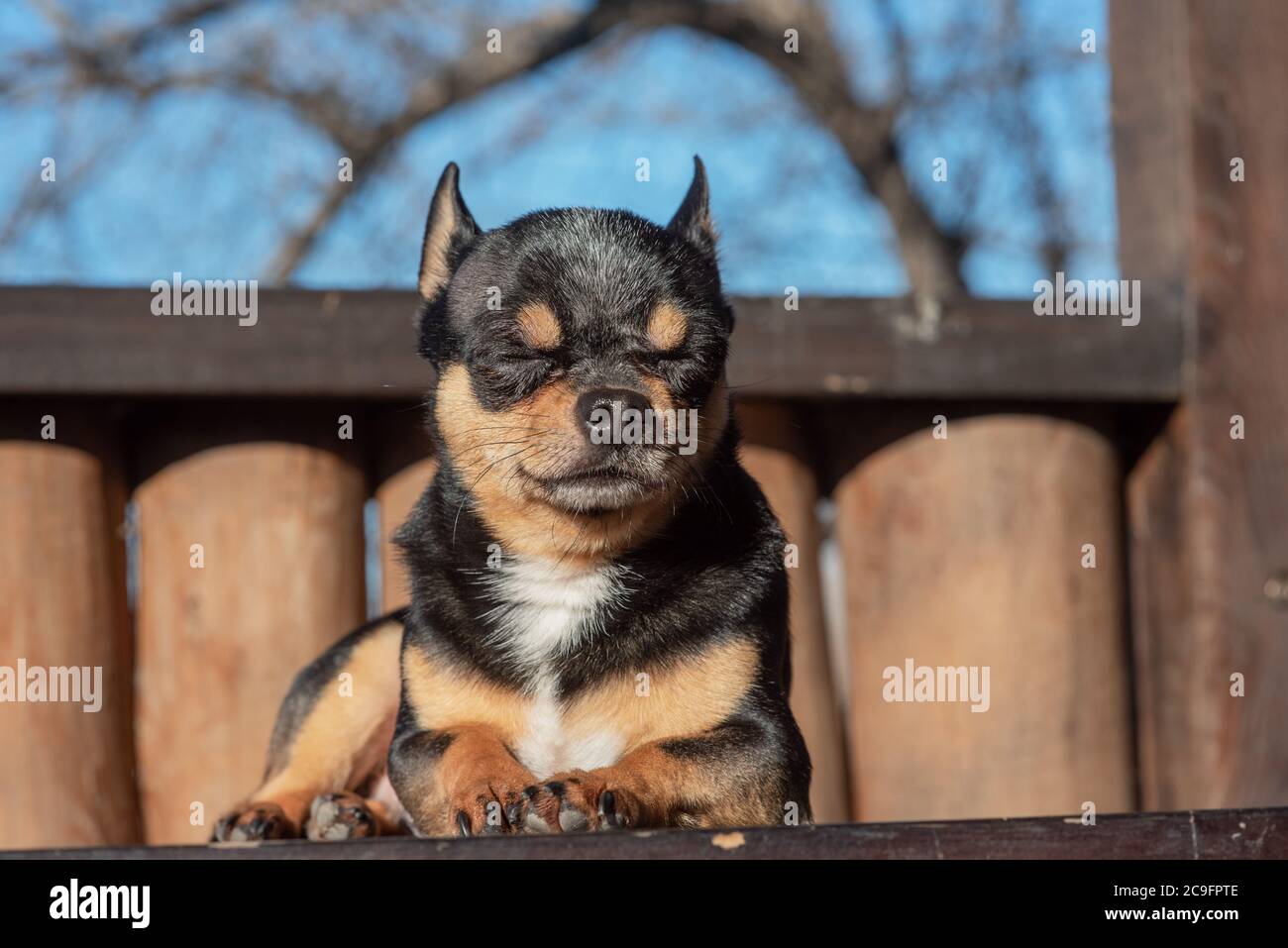 Little Cute Chihuahua Dog Lying Close Up Little Chiwawa Dog Lying Puppy Outdoors Chihuahua Mini Smooth Haired Stock Photo Alamy