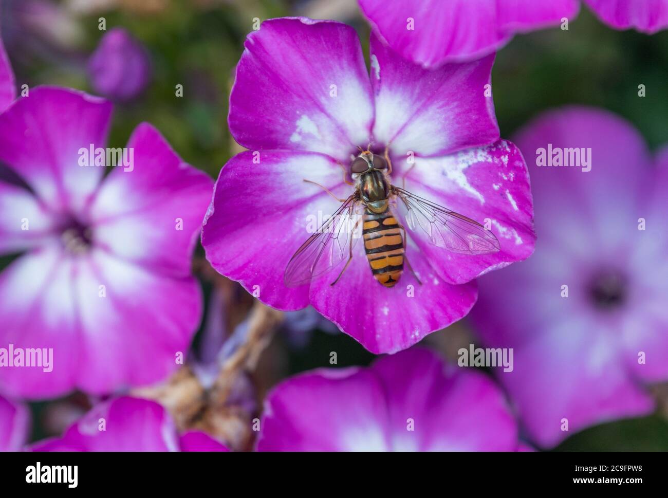 hoverfly on phlox in the garden, Hamburg, Germany Stock Photo