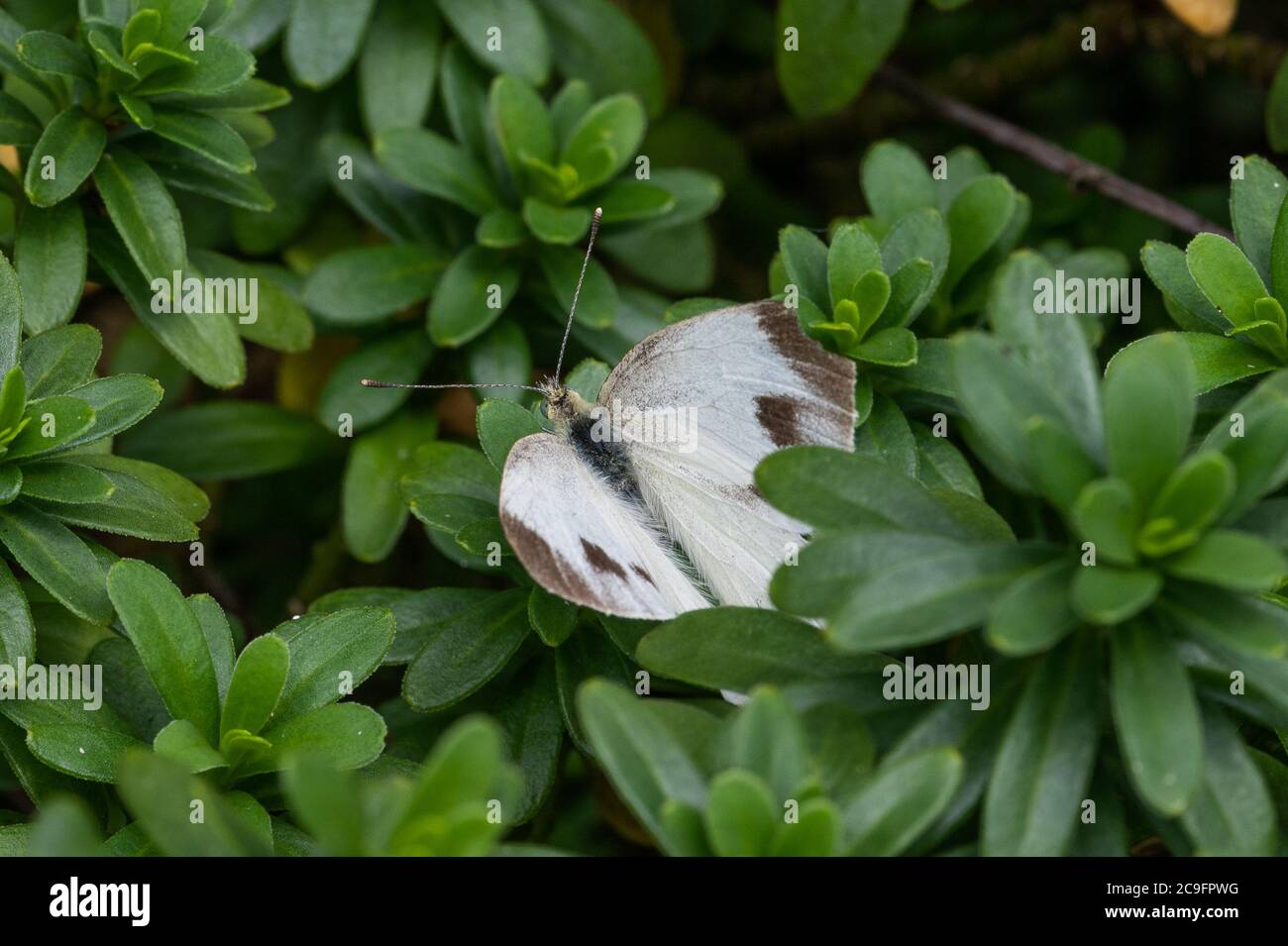 Pieridae in the garden, Hamburg, Germany Stock Photo