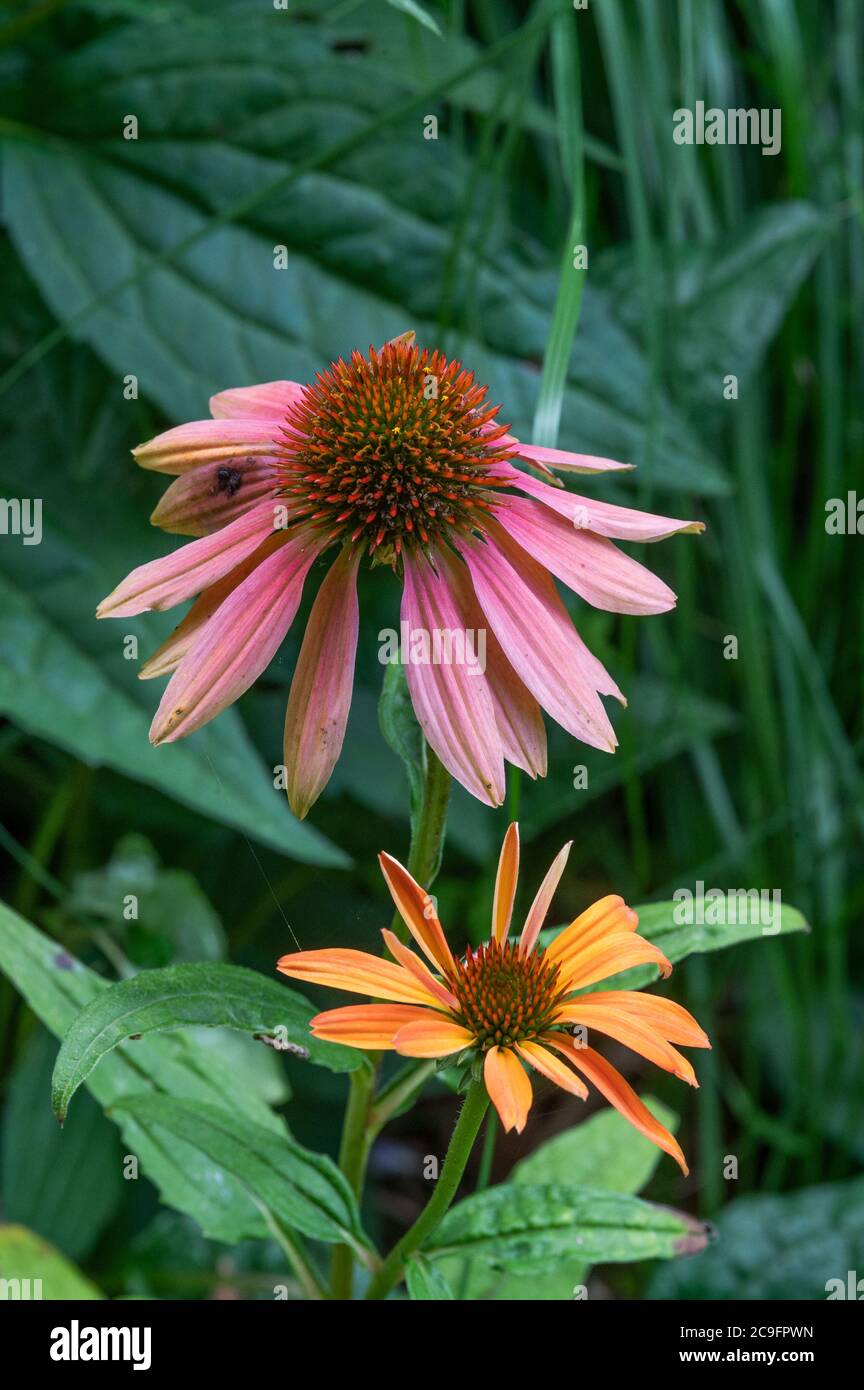 Echinacea in the garden, Hamburg, Germany Stock Photo