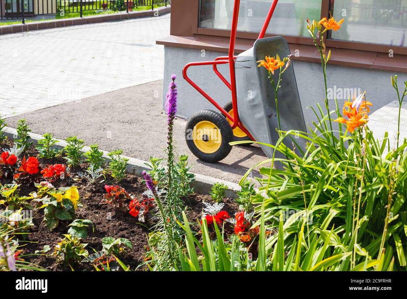 Side view on a metallic wheelbarrow with red handles and yellow wheels standing near colorful flower bed Stock Photo