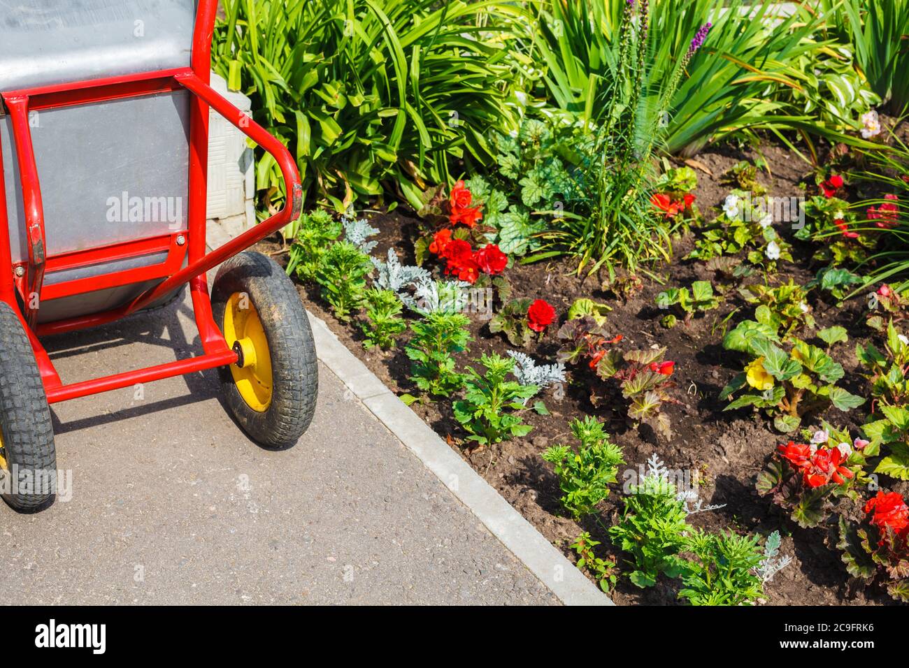 Metallic wheelbarrow with red handles and yellow wheels standing near blooming flower bed closeup. Stock Photo