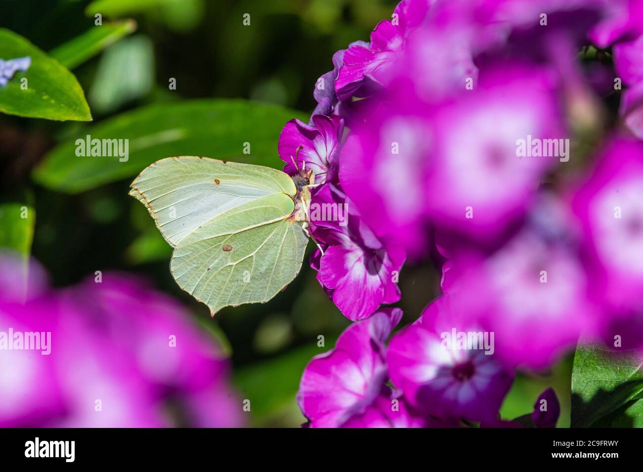 Gonepteryx rhamni on garden phlox, Hamburg, Germany Stock Photo