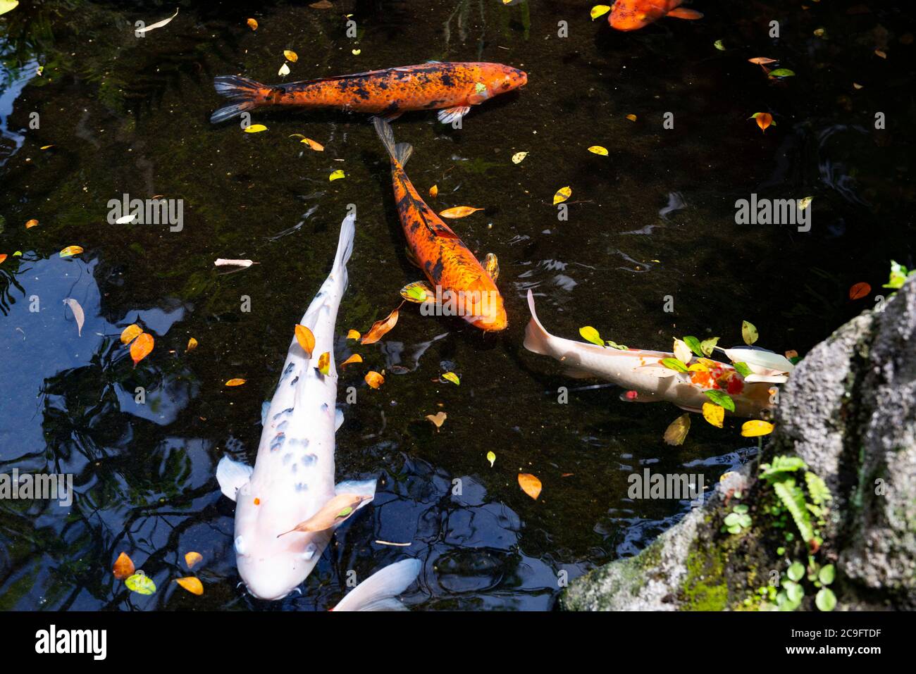 Koi carp fishes in a pond in Japanese shrine Stock Photo