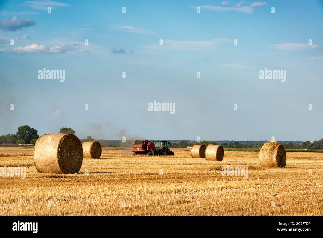 Cut wheat filed with tractor carrying hay bales Stock Photo