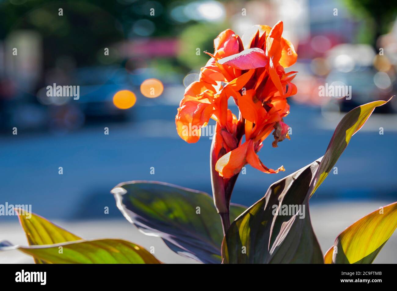 Orange flower with green leaves on busy city sidewalk. Stock Photo