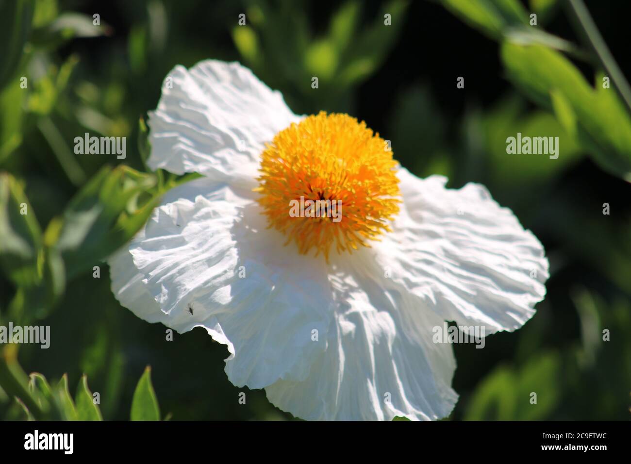 Flower of the  Californian tree poppy - Romneya coulteri Stock Photo