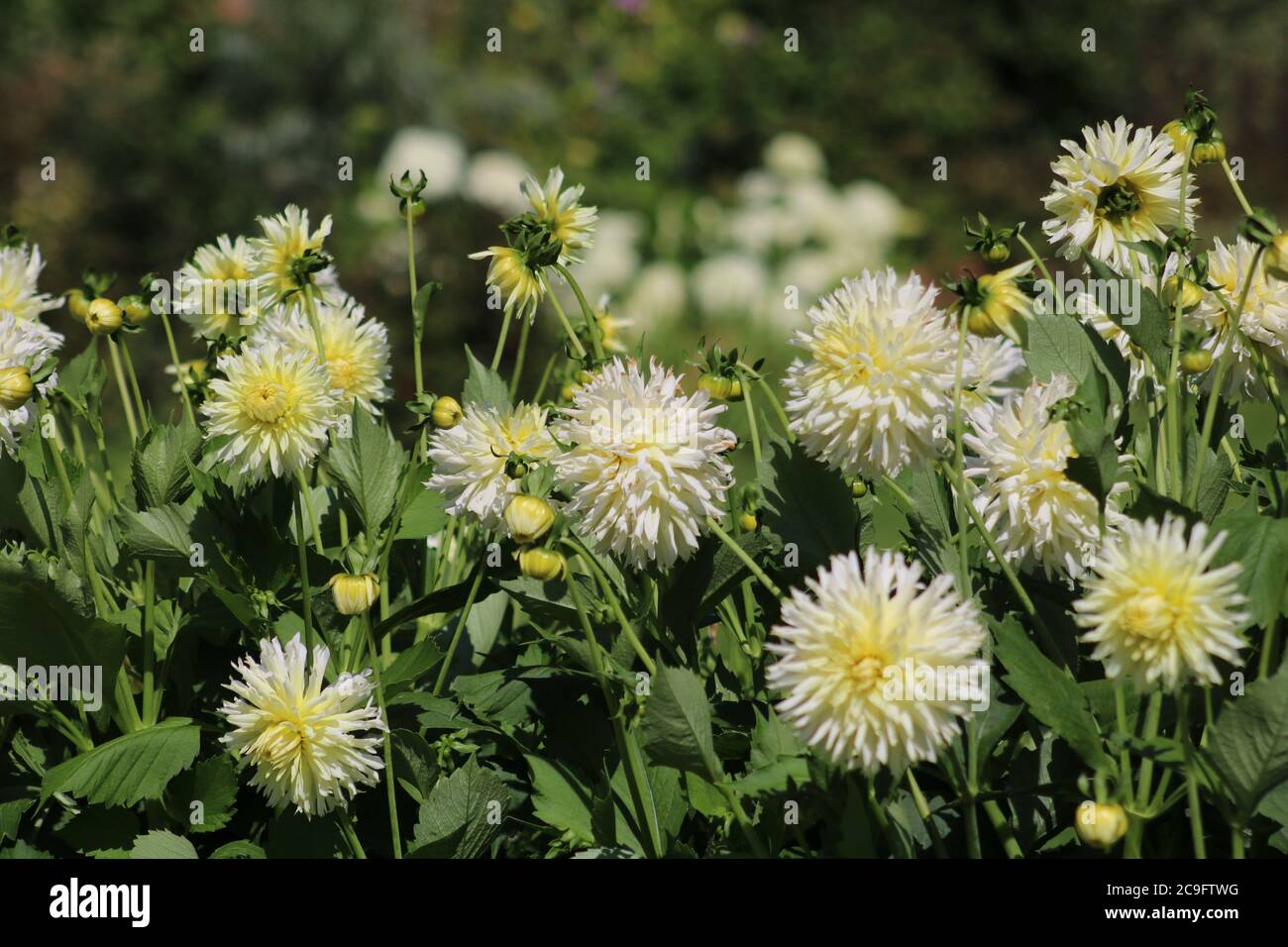 Lemony white Dahlias variety Ice Crystal in full bloom Stock Photo