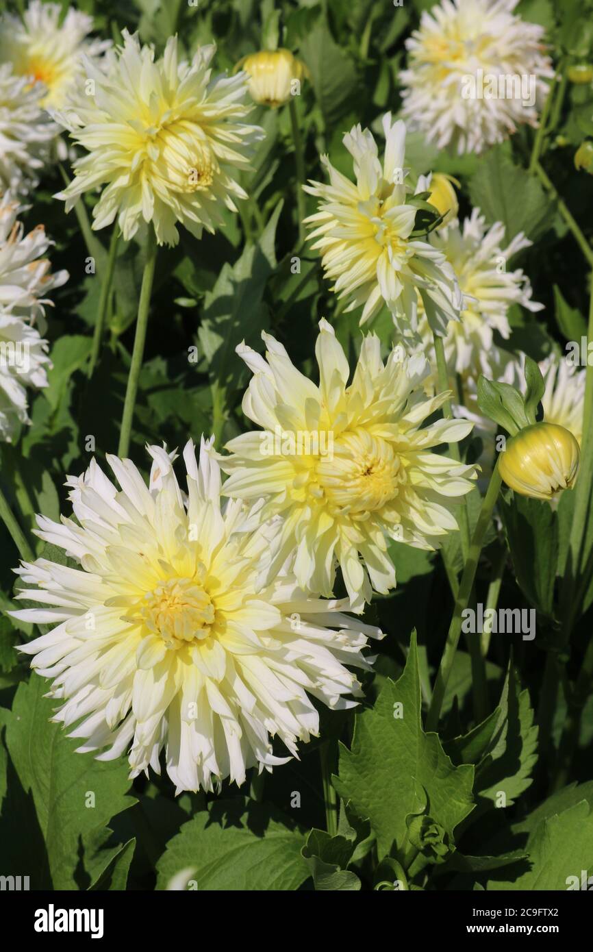 Lemony white Dahlias variety Ice Crystal in full bloom Stock Photo