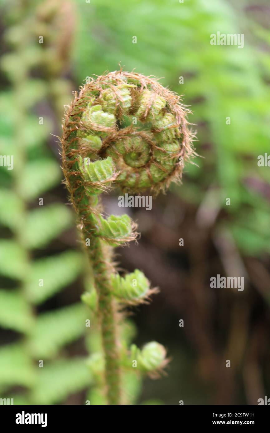 Tightly curled fern head Stock Photo