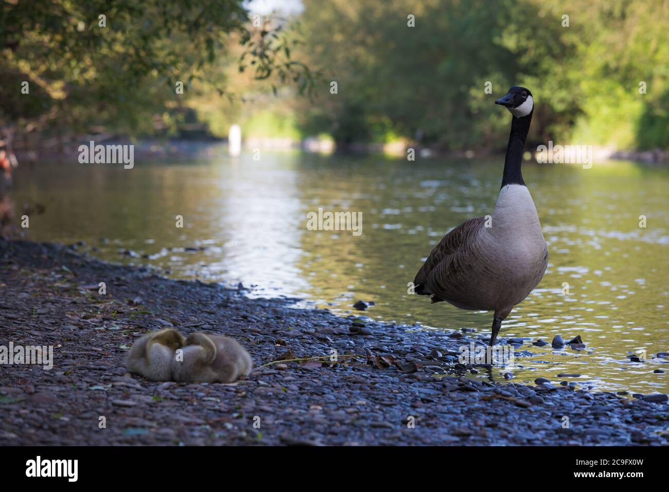Mother canada goose watching over sleeping chicks on the bank of river Wupper in Opladen. Stock Photo