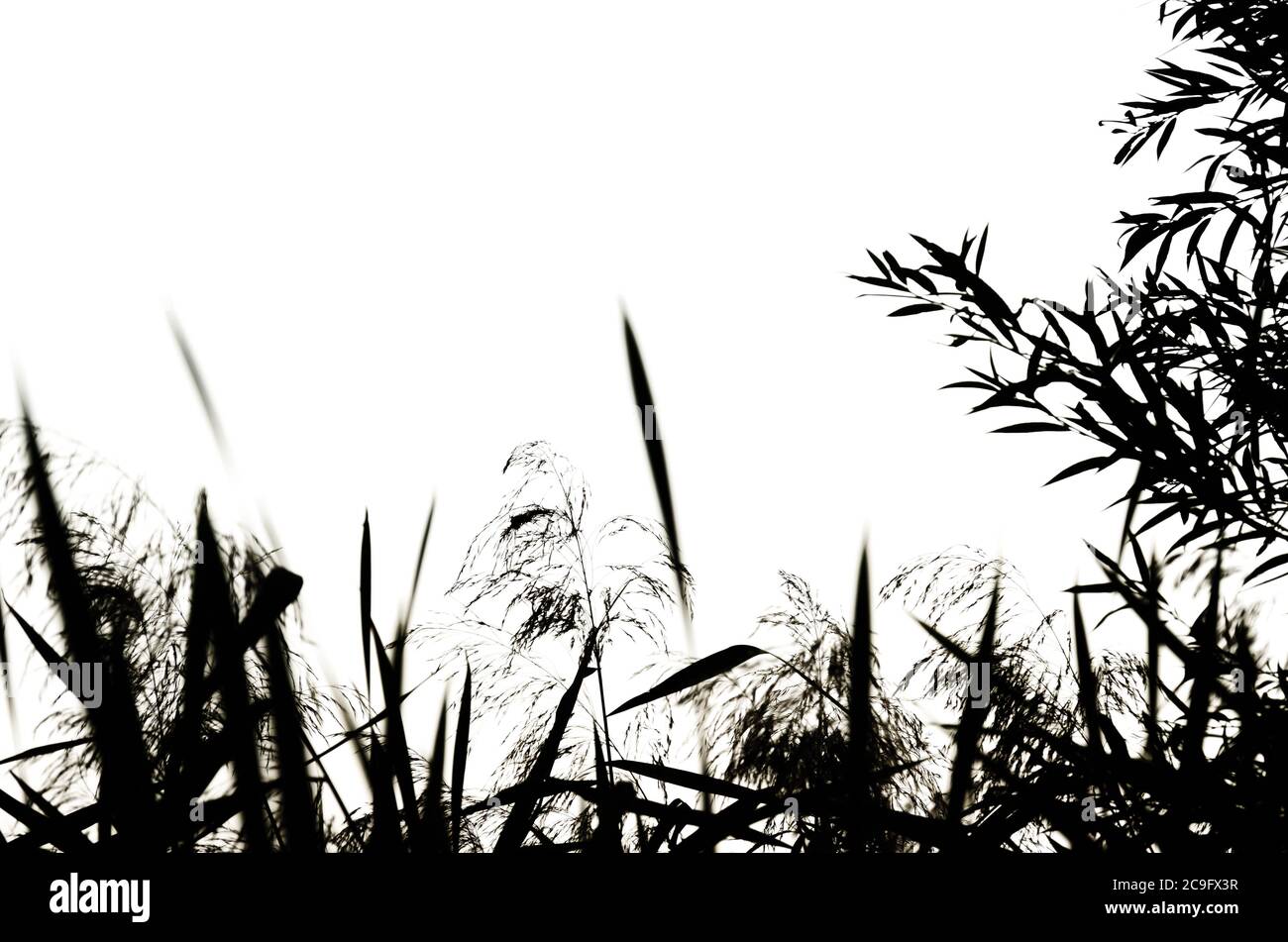 Reed silhouettes isolated on white background. Natural black and white floral background. Selective focus Stock Photo