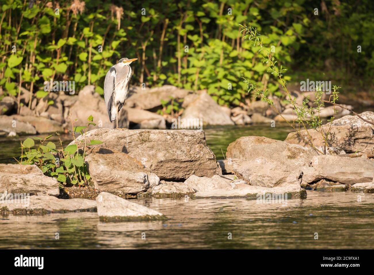 Single grey heron standing on the bank of the river Wupper in the city of Wuppertal. Stock Photo