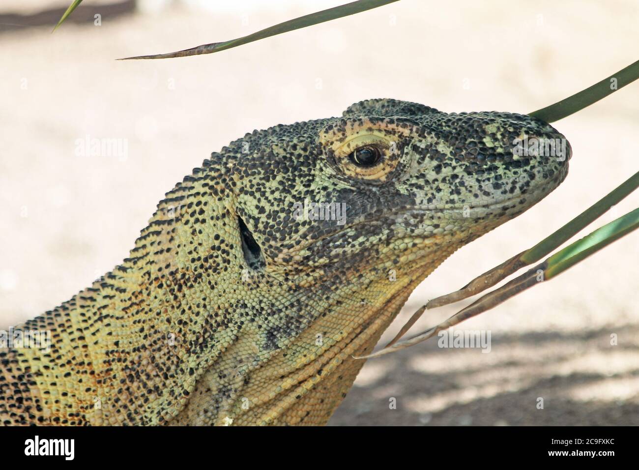 Komodowaran Stock Photo