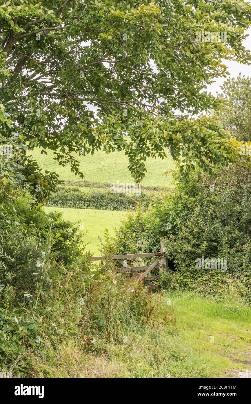 Wooden farm gate with strengthening braces and surrounded by typical agricultural weeds and grasses. Metaphor forgotten corner, barrier, country lane. Stock Photo