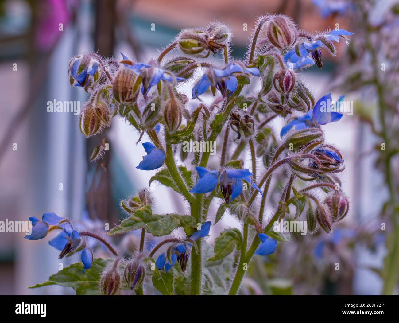 Borage Stock Photo