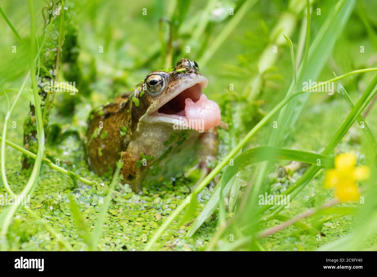 Frog tongue hires stock photography and images Alamy