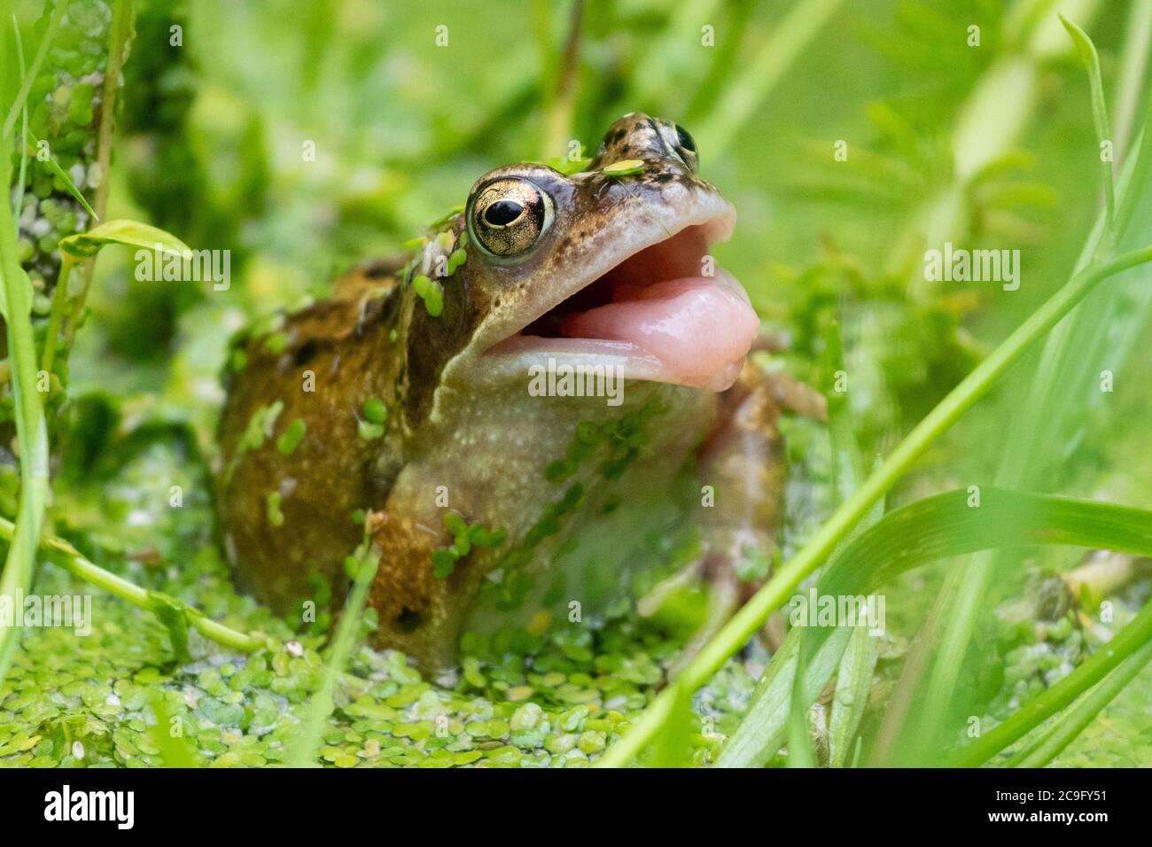 Killearn, Stirlingshire, Scotland, UK. 31st July, 2020. UK weather - a common frog (Rana temporaria) tries to catch a wasp that ventures a little too close on a warm overcast day in a Stirlingshire garden pond (it missed this time) Frogs use their long, sticky tongue to catch prey such as flies, worms, snails and slugs. Credit: Kay Roxby/Alamy Live News Stock Photo