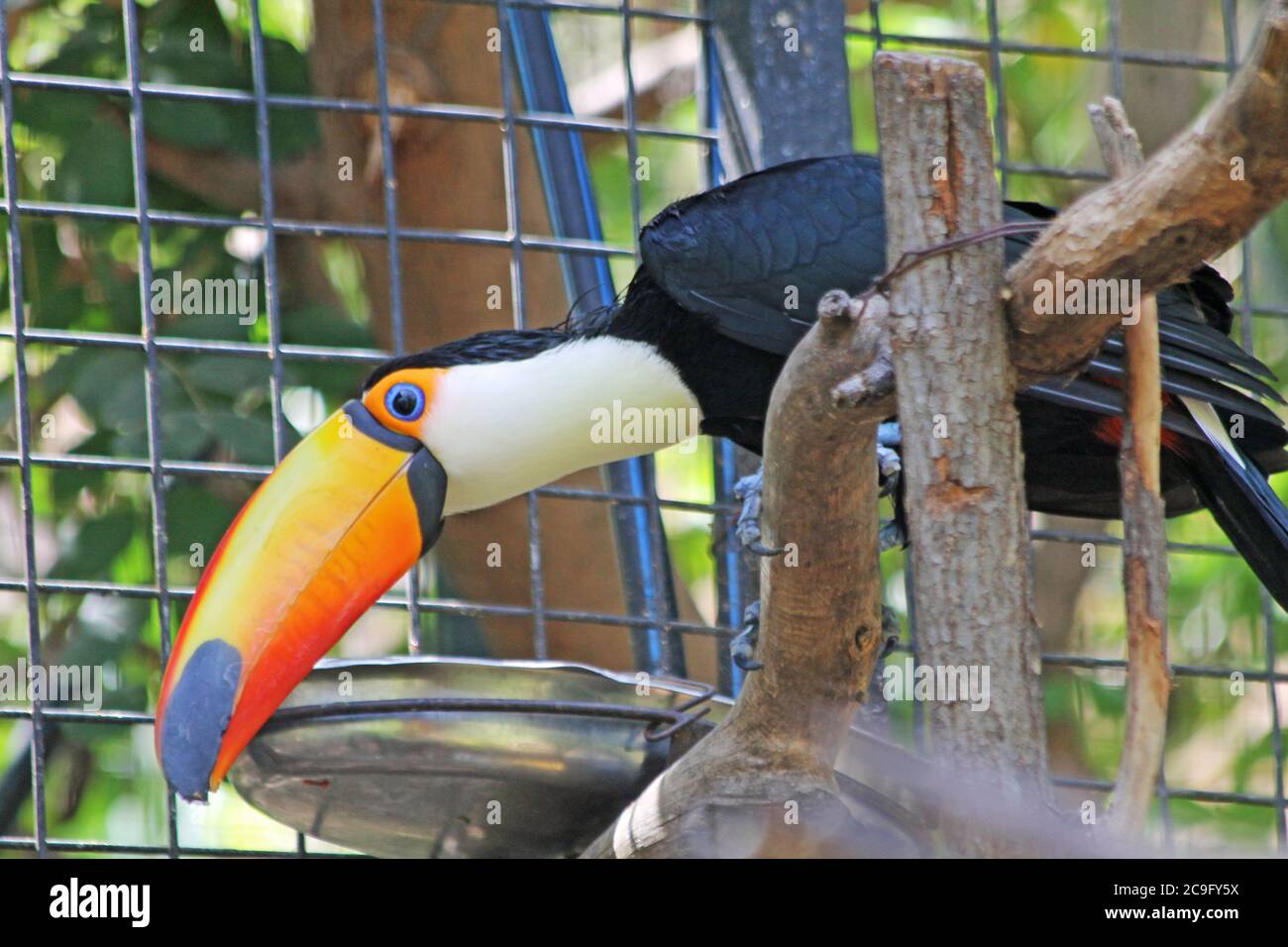 Tukan Vogel High Resolution Stock Photography And Images Alamy