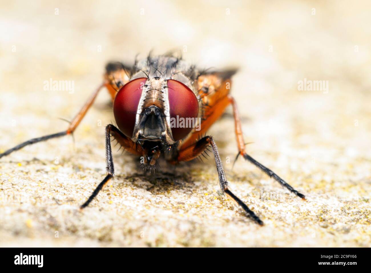 stable fly (Stomoxys calcitrans) Stock Photo