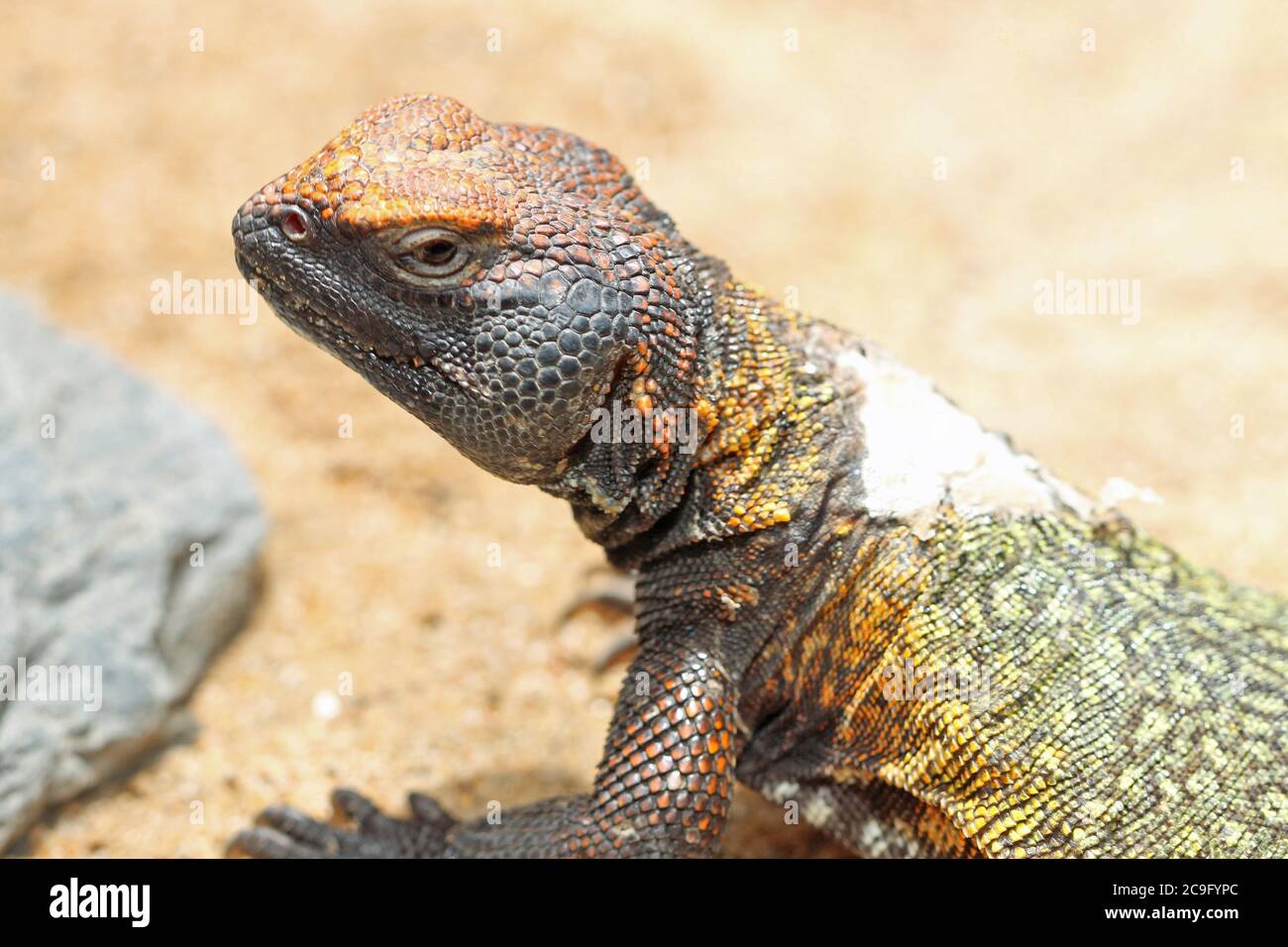 suedsaharischer-dornschwanz-uromastyx-hi-res-stock-photography-and