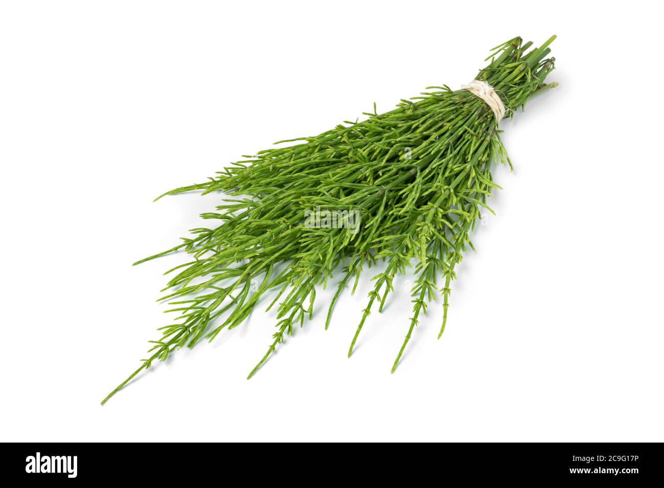 Bouquet of fresh green field horsetail twigs isolated on white background Stock Photo