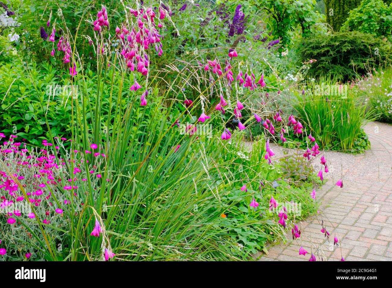 Lush English summer flower border - John Gollop Stock Photo