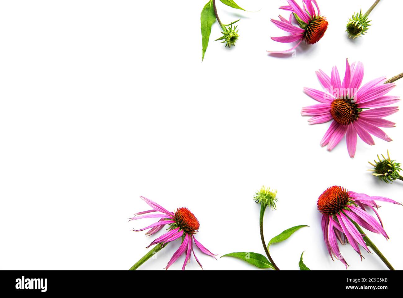 Echinacea flower isolated on a white background Stock Photo