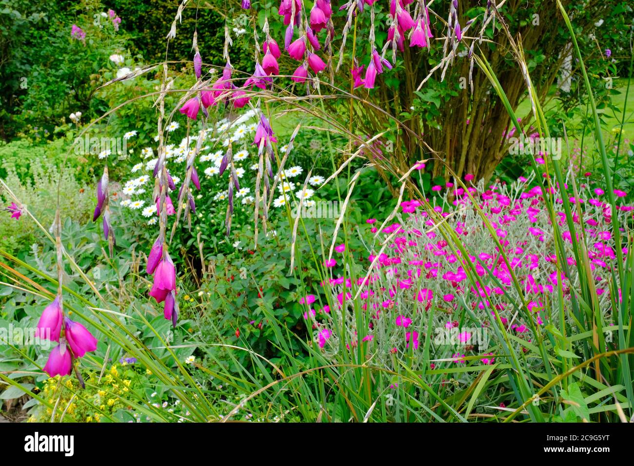 Lush English summer flower garden Stock Photo