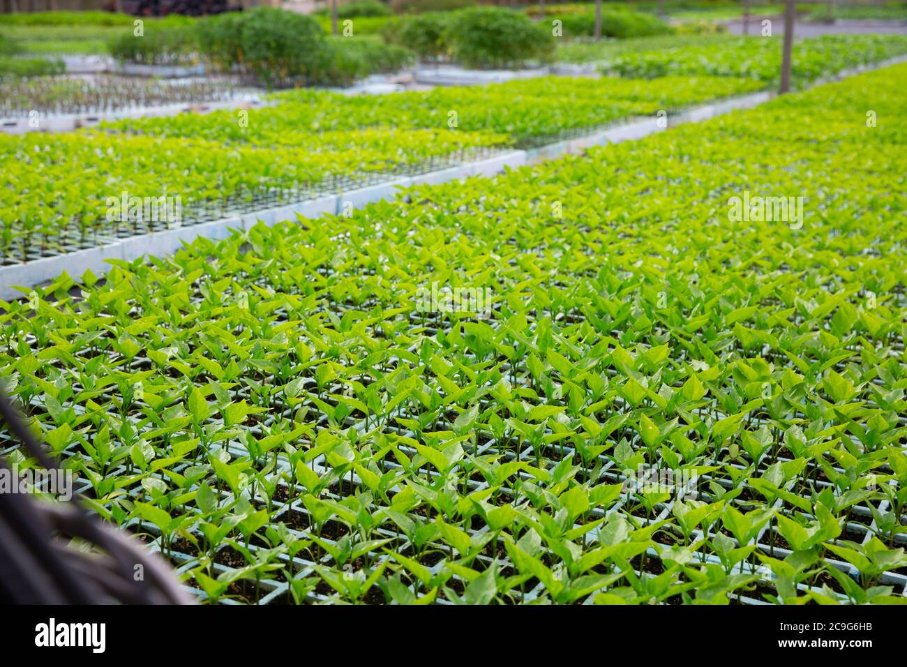 Bell pepper plantations hi-res stock photography and images - Alamy