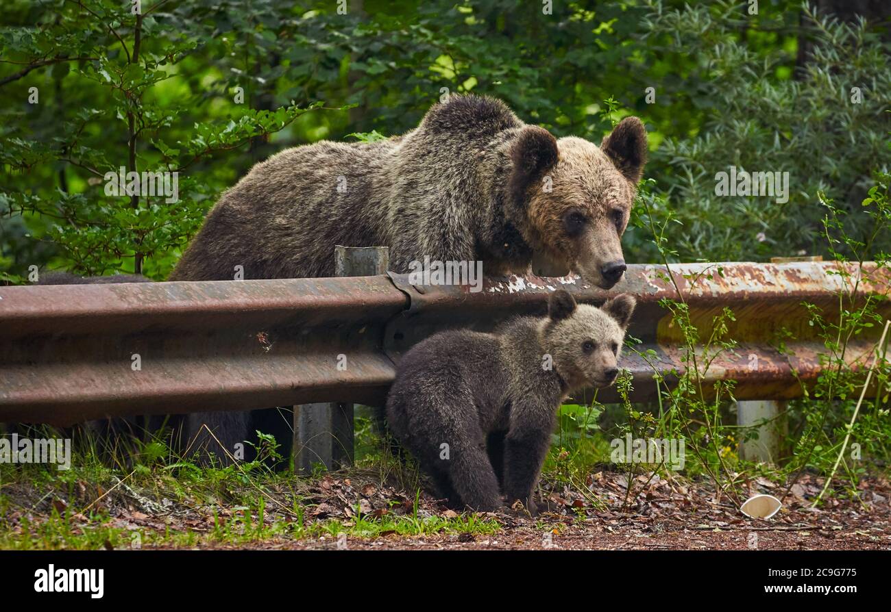 Mother brown bear with her cubs by the roadside Stock Photo - Alamy