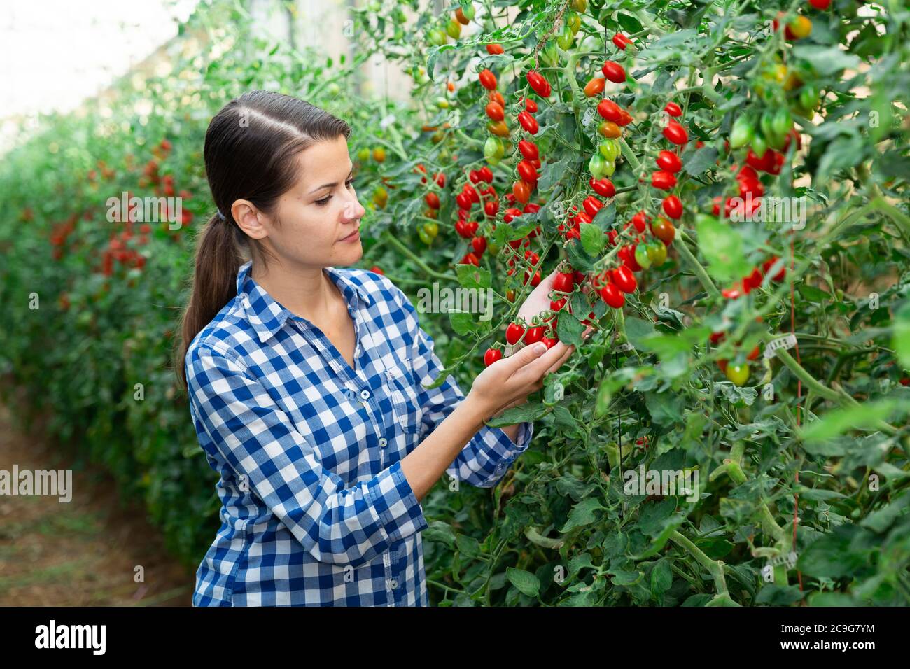 Positive female farmer examining growing red cherry tomatoes in ...