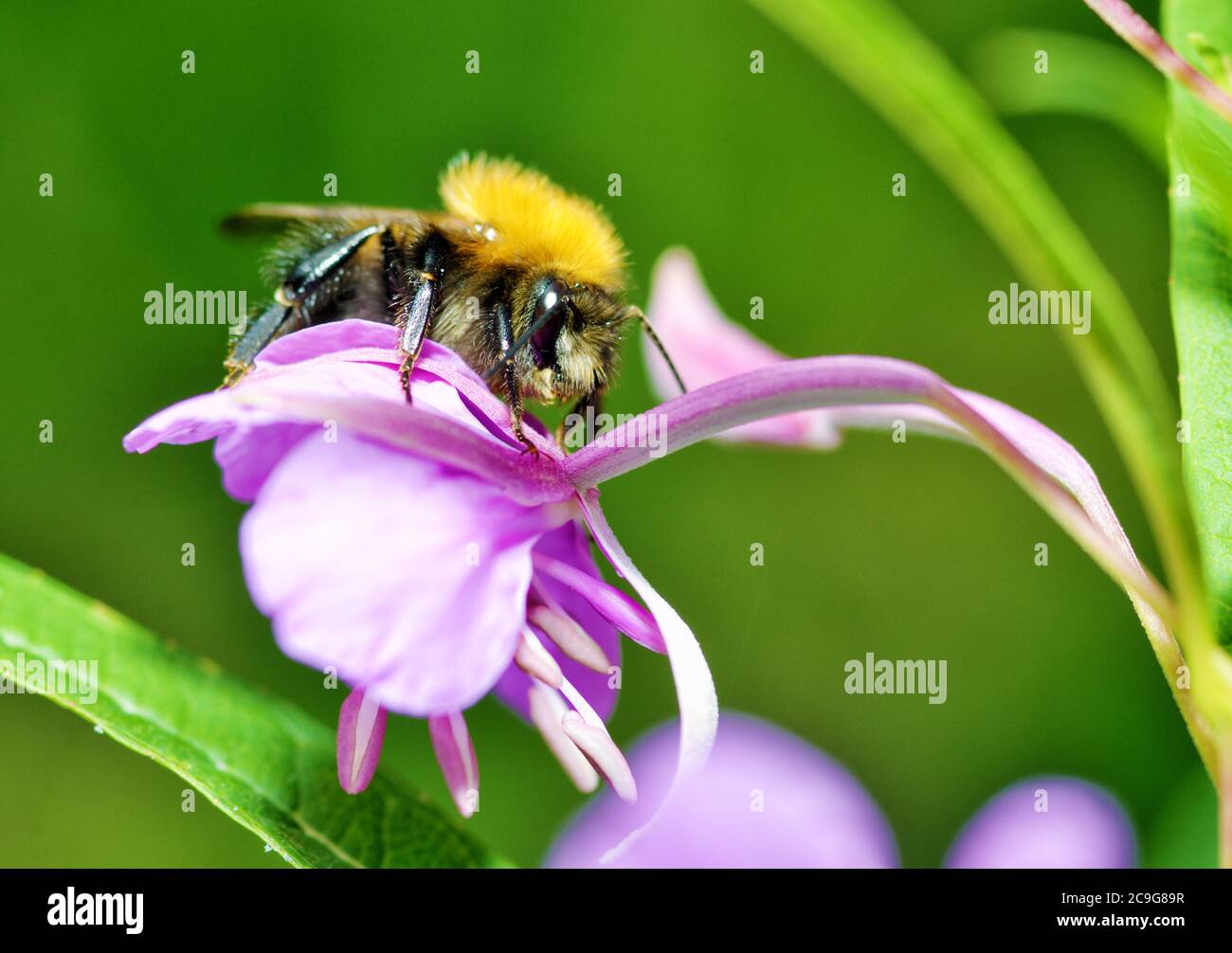Bumblebee collects nectar from flowers.The insect is very active in ...
