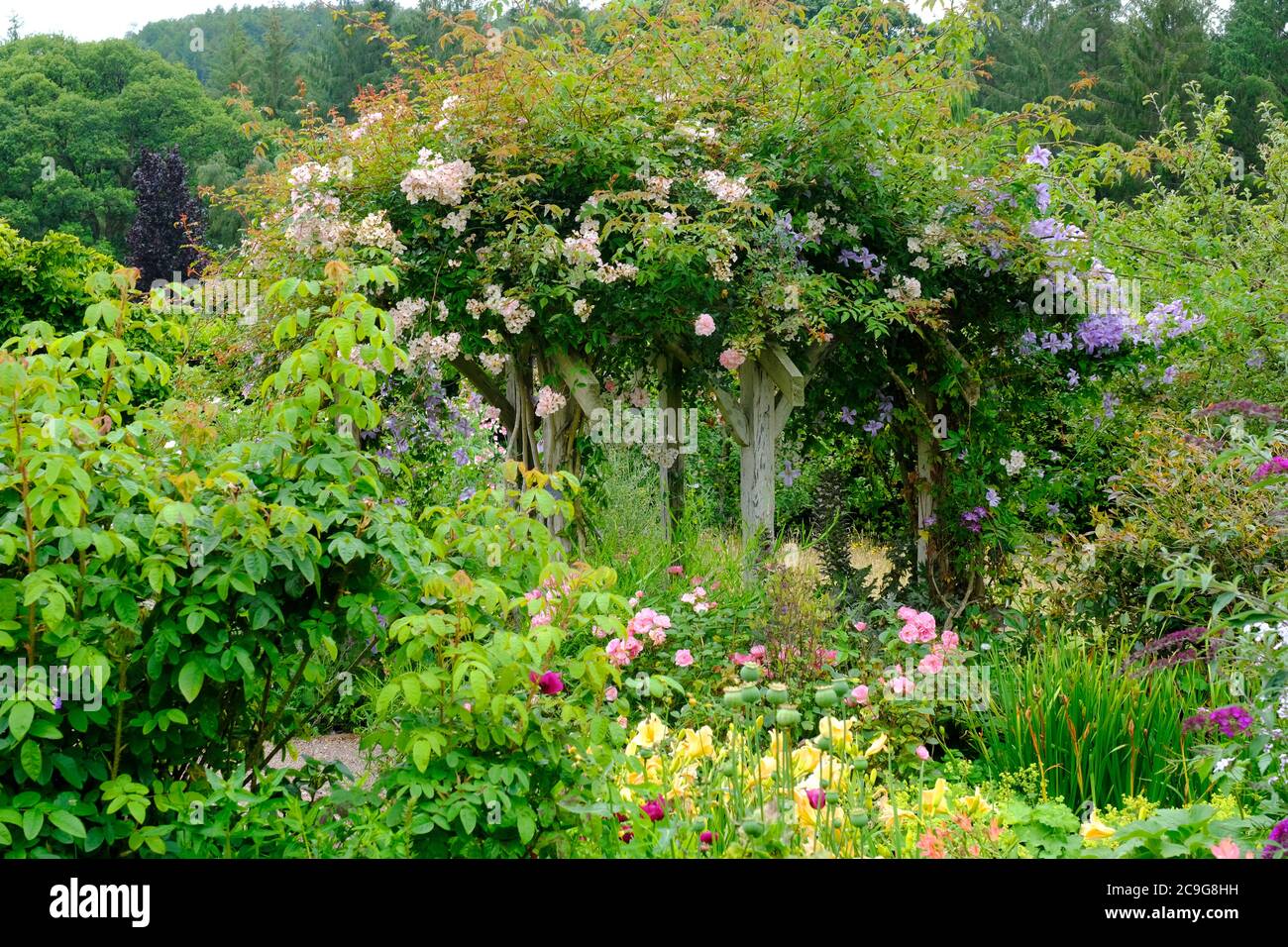 Lush English flower border and an old wooden trellis with roses and clematis - John Gollop Stock Photo